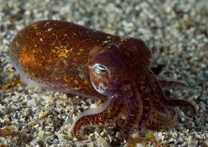 Little Cuttle - Aughrusmore Pier, Connemara.
D3 60mm x2 T/C by Mark Thomas 